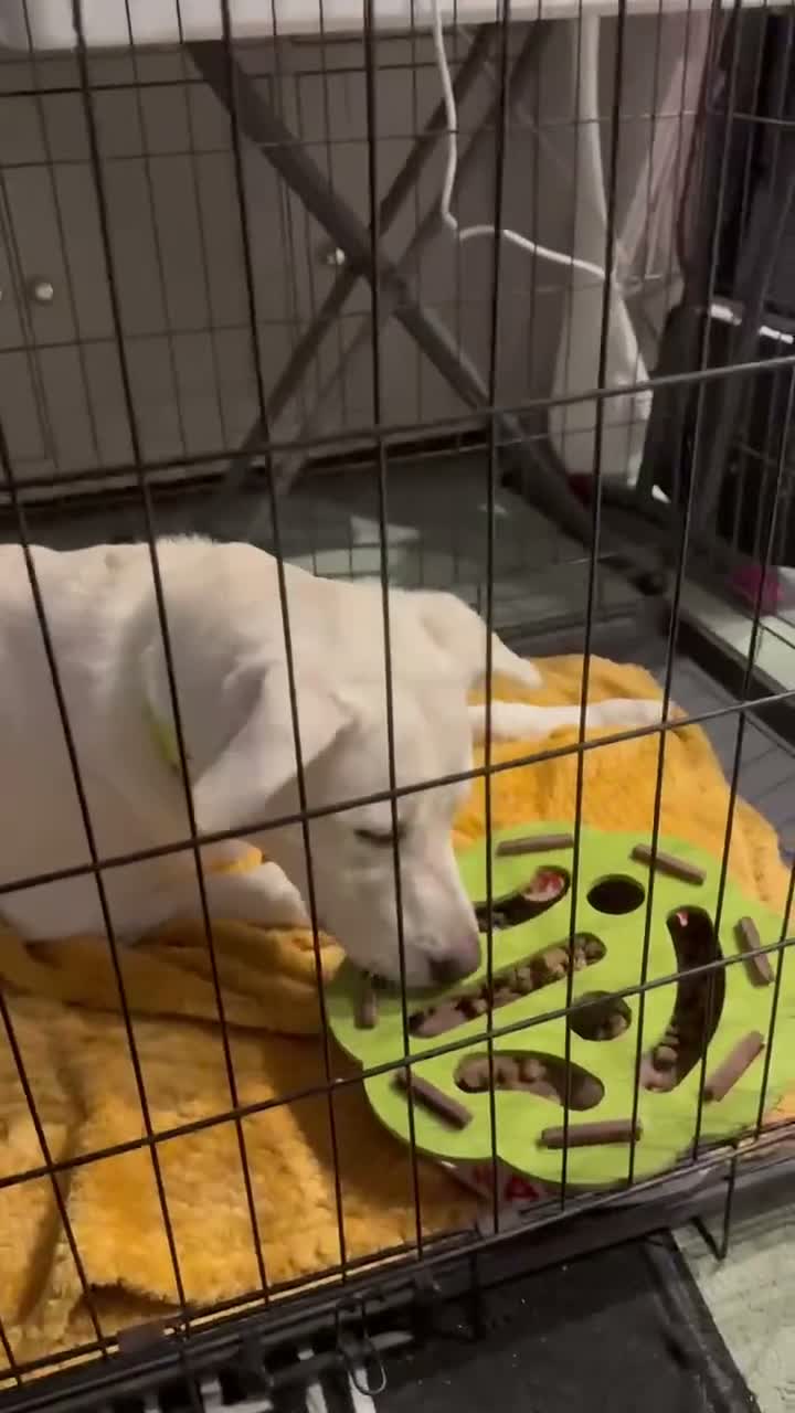 Mixed Breed dogs for sale: Labrador/Staffy 7 months old in Blackpool - Video 2