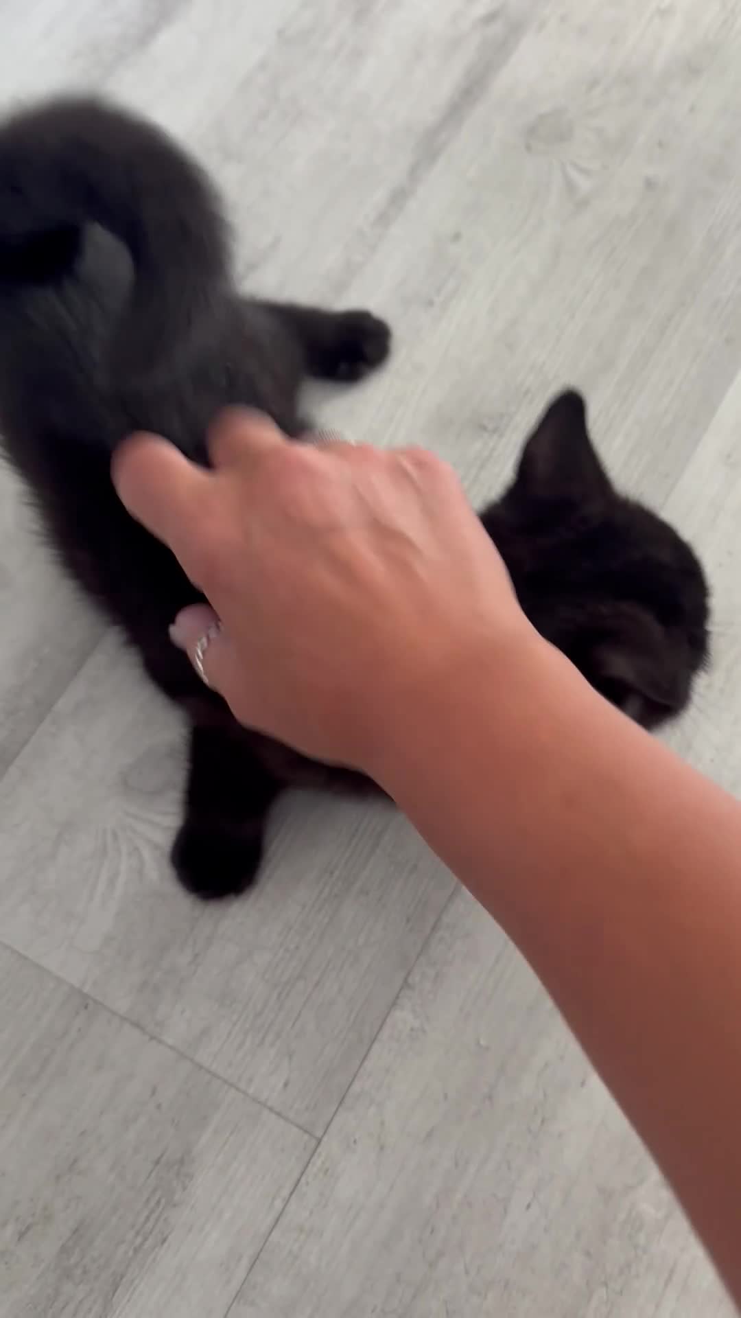 British Shorthair cats for sale: Gccf pedigree black little boy  - Video 4