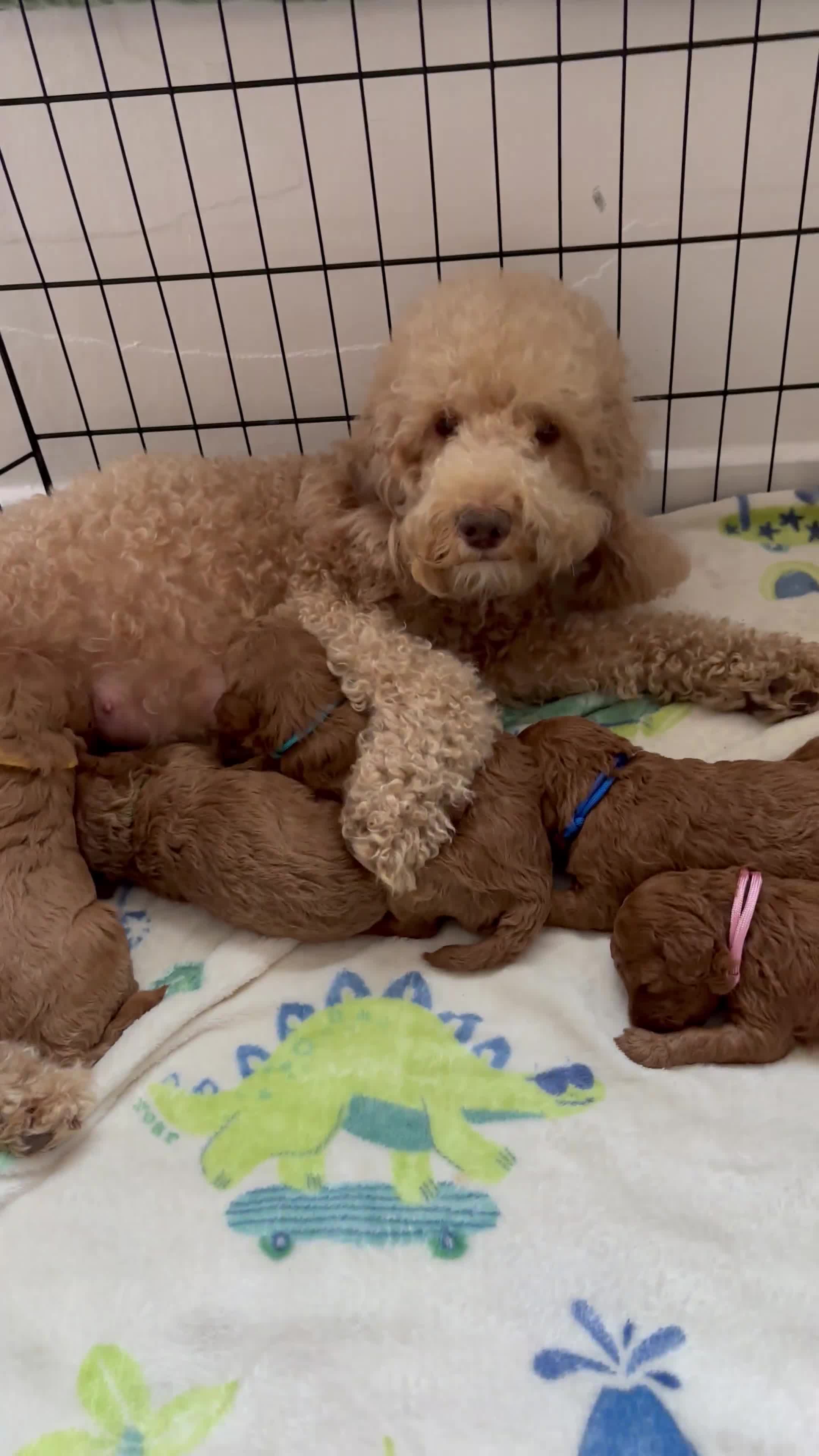 Mixed Breed dogs for sale: 1 lovely boy and one lovely girl Poodle Puppies   - Video 2