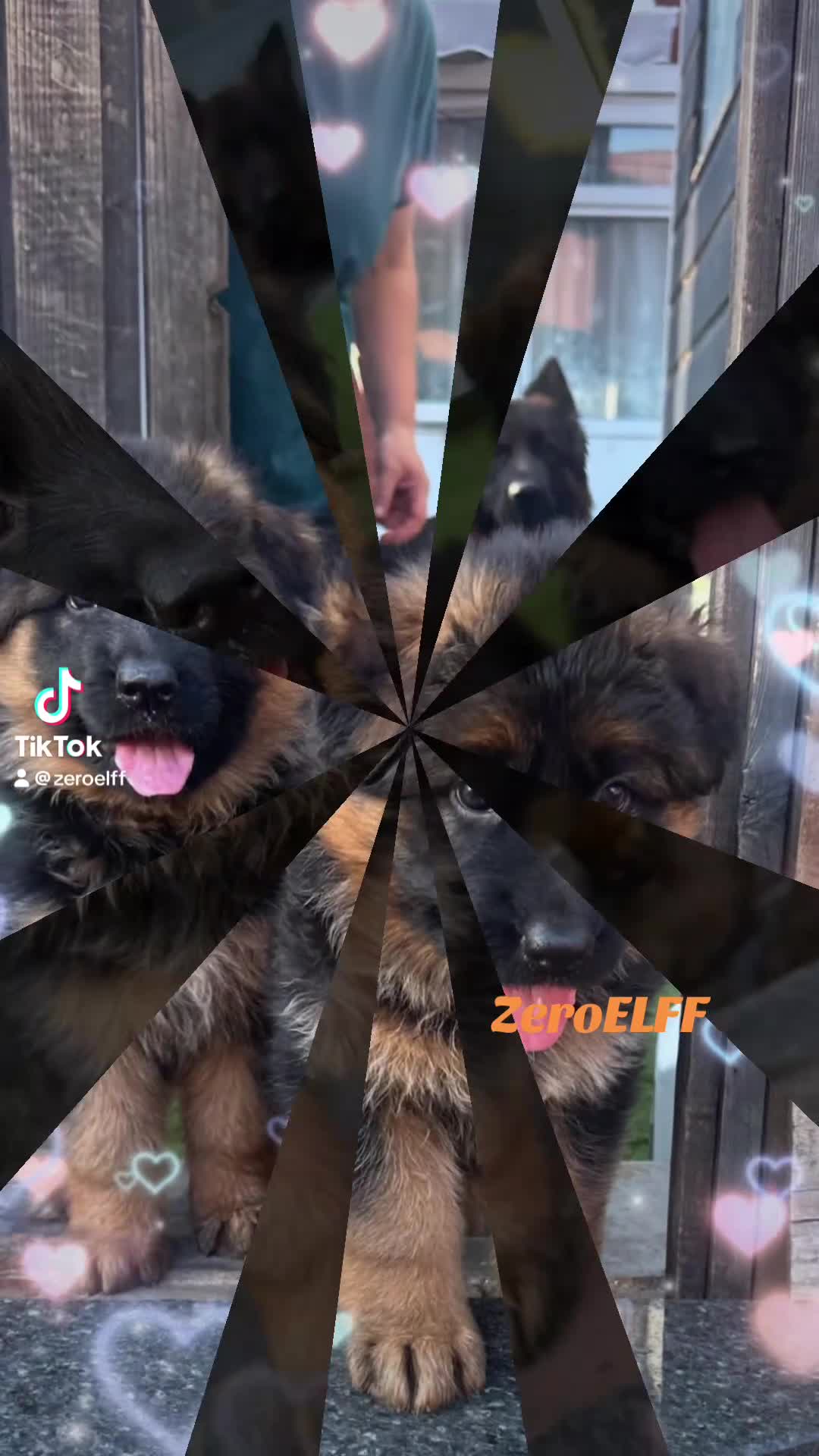 German Shepherd dogs for sale: 💥Champion🩸line GermanShepherd puppy’s LH GSD - Video 1