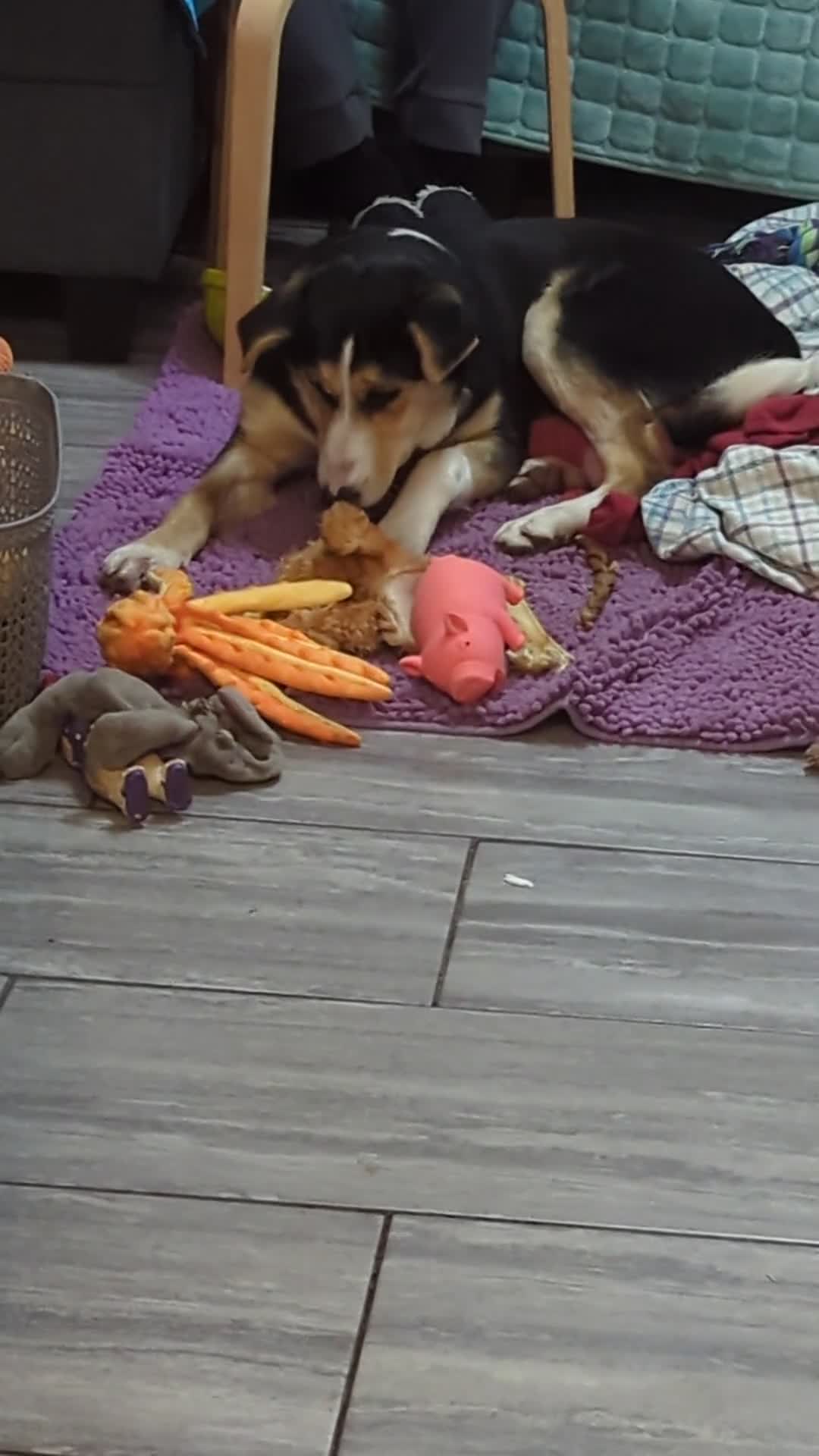 Mixed Breed dogs for adoption: ESSIE  - Video 3