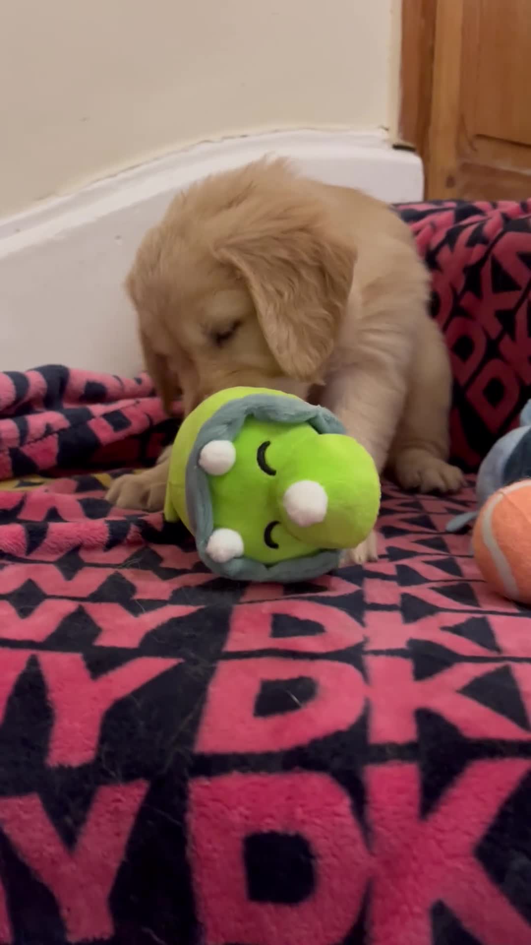 Golden Retriever dogs for sale: 8 Beautiful Golden Retriever Puppies  - Video 4