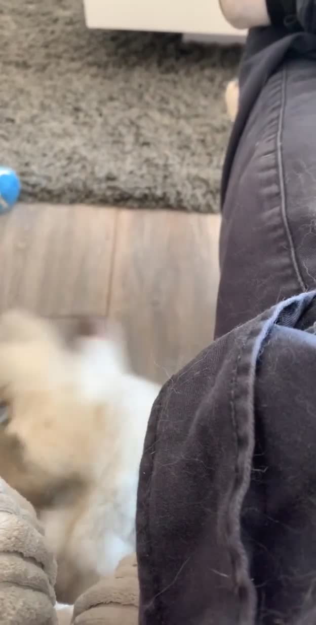 Siberian Husky dogs for stud: Proven Siberian Husky Stud - Video 3