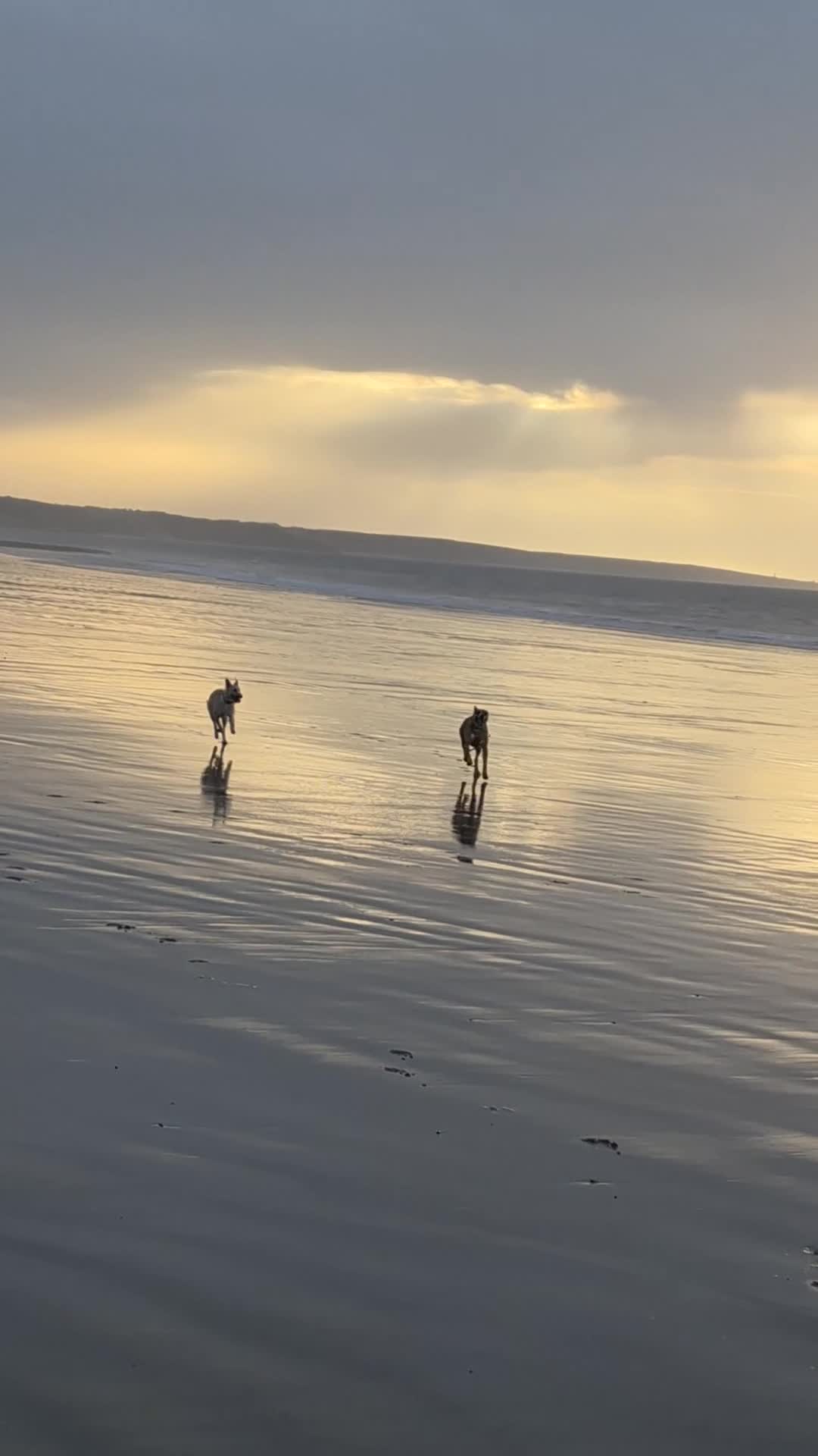 Lurcher dogs for sale: Lurcher pups Bedlington x whippet x greyh x collie - Video 1