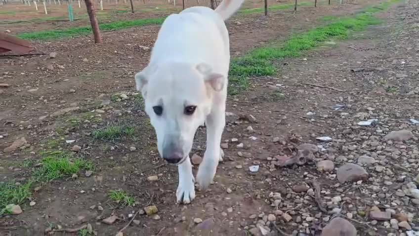 Mixed Breed dogs for adoption: ‼️🚨URGENT🚨‼️ VEGA✨🐾 - Video 1