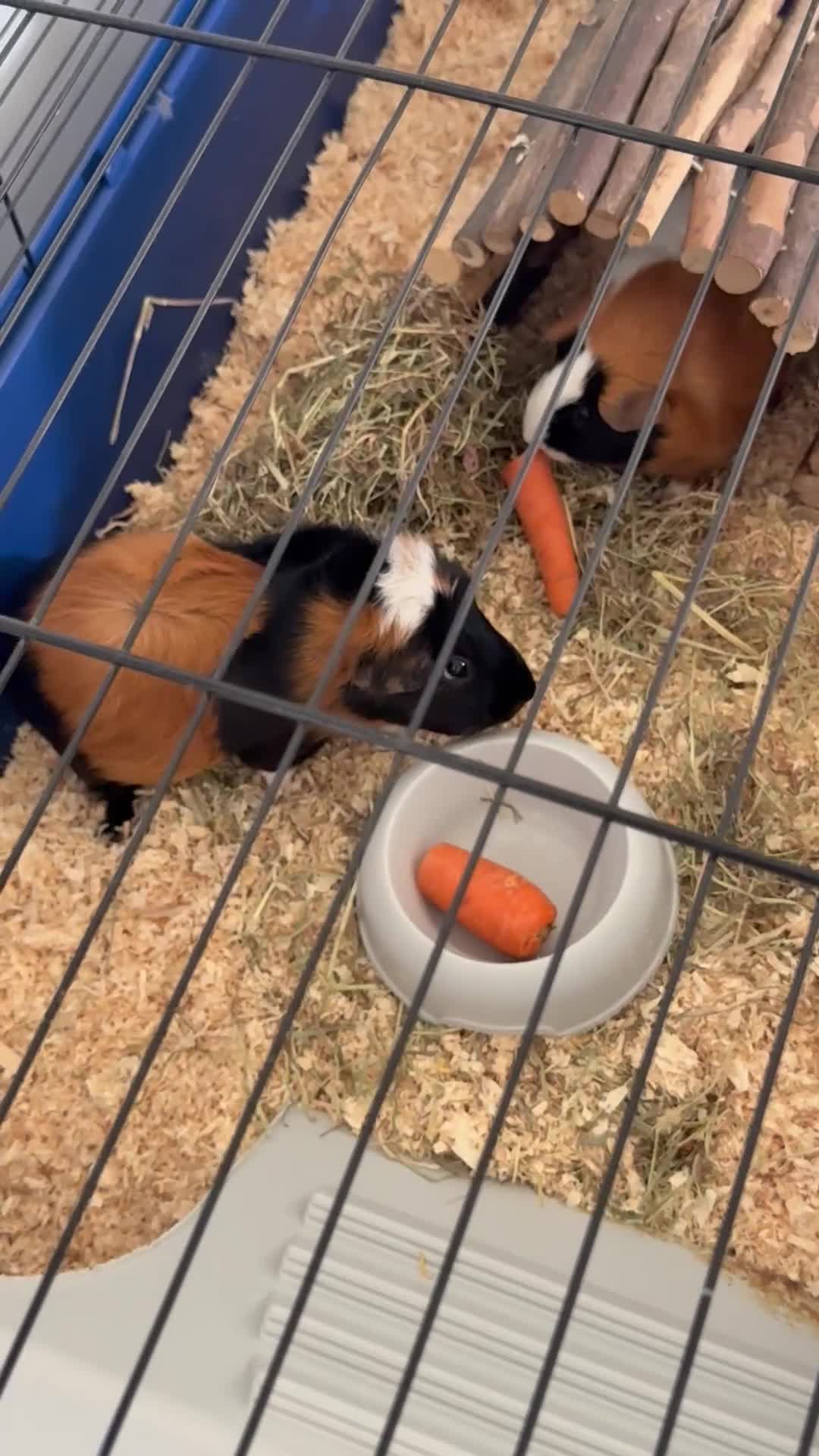 Guinea Pig rodents for sale: Two bonded female guinea pigs with cage - Video 2
