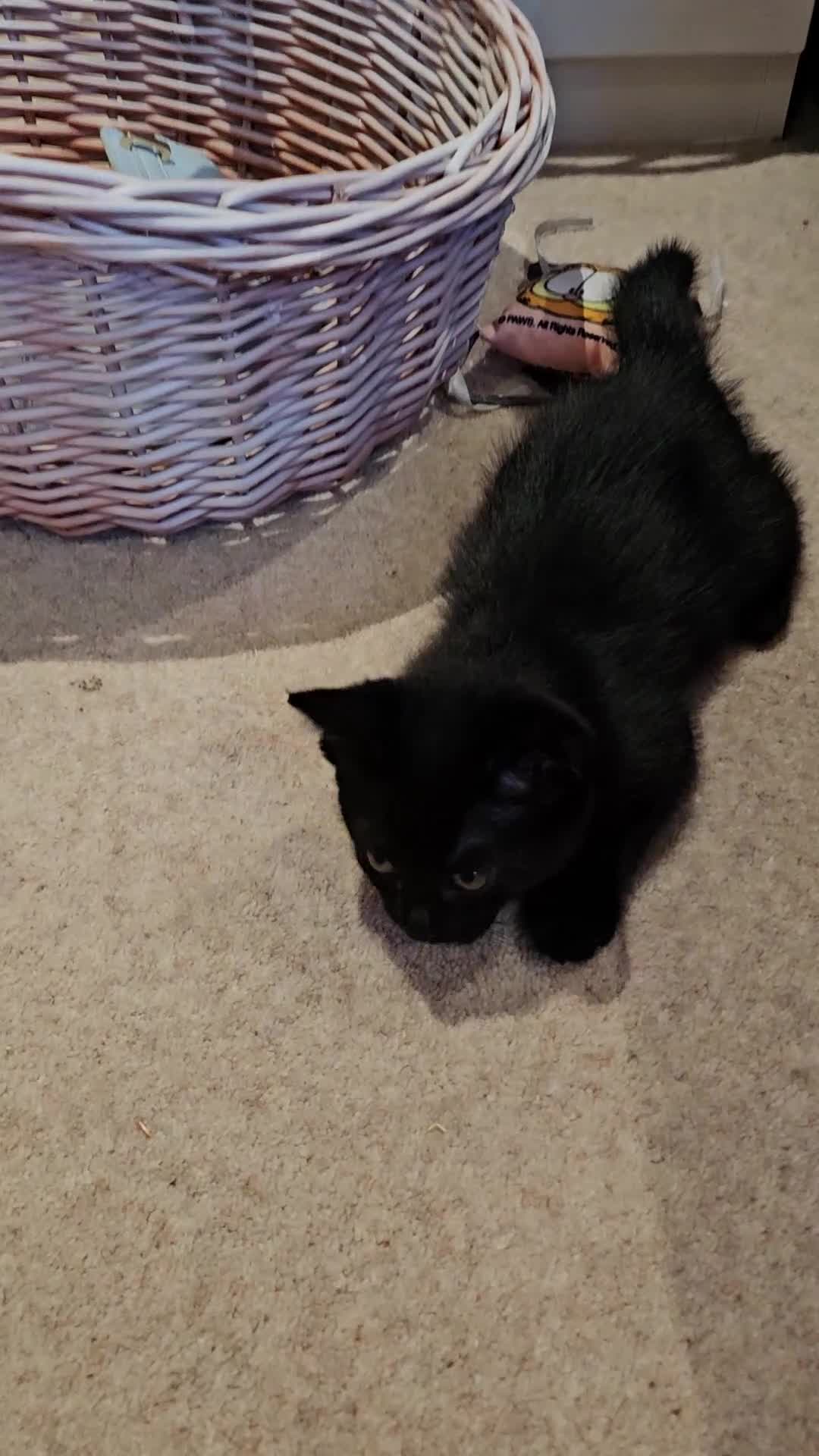 Domestic Shorthair cats for sale: Adorable kittens -Hayling island  - Video 3