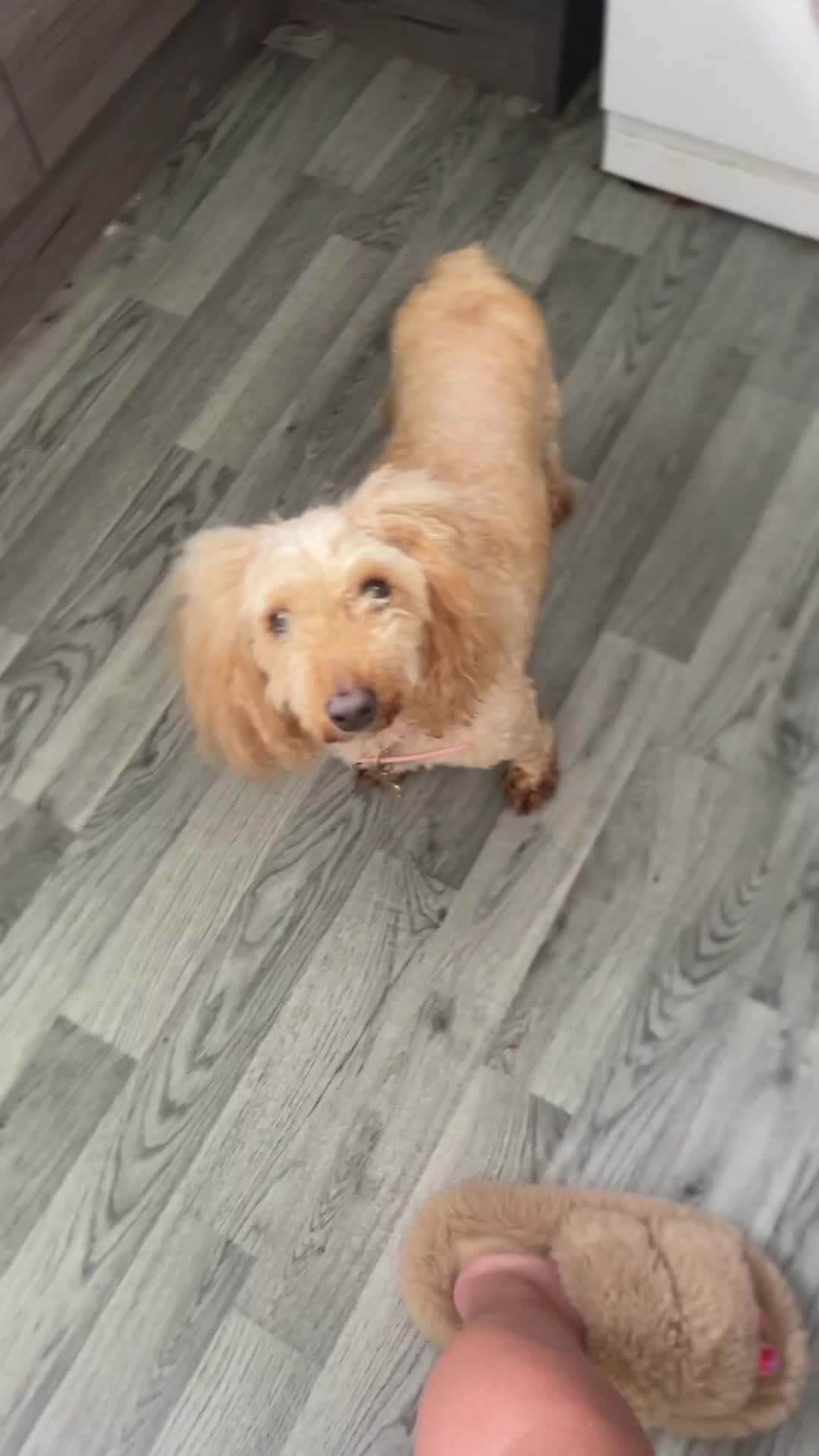 Mixed Breed dogs for sale: Poodle in Newton Aycliffe - Video 1