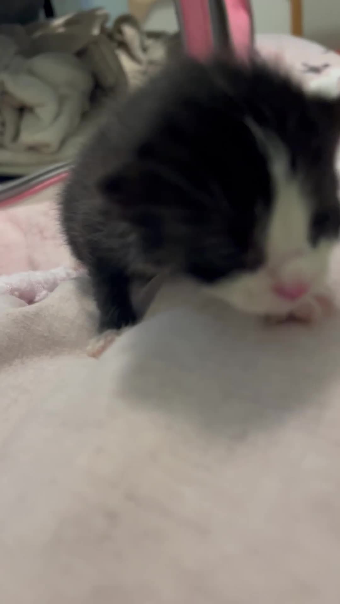 Mixed Breed cats for sale: Two kittens looking for family together - Video 2