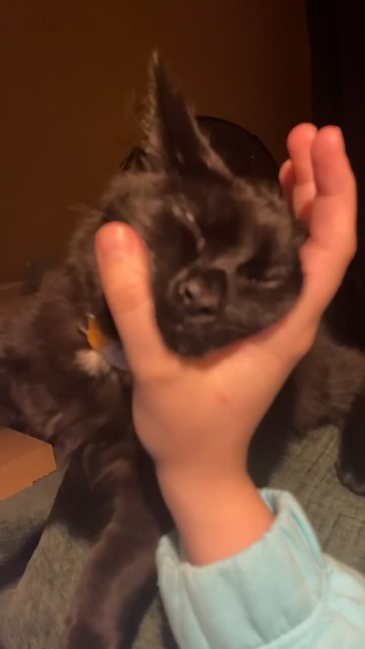 British Longhair cats for sale: 7month old male cat - Video 1