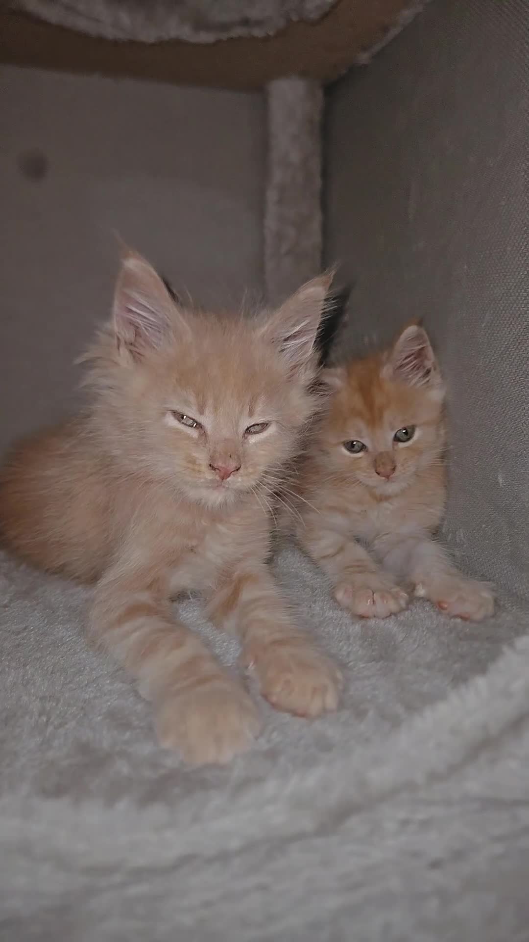 Maine Coon cats for sale: 2 purebred male mainecoons  - Video 5