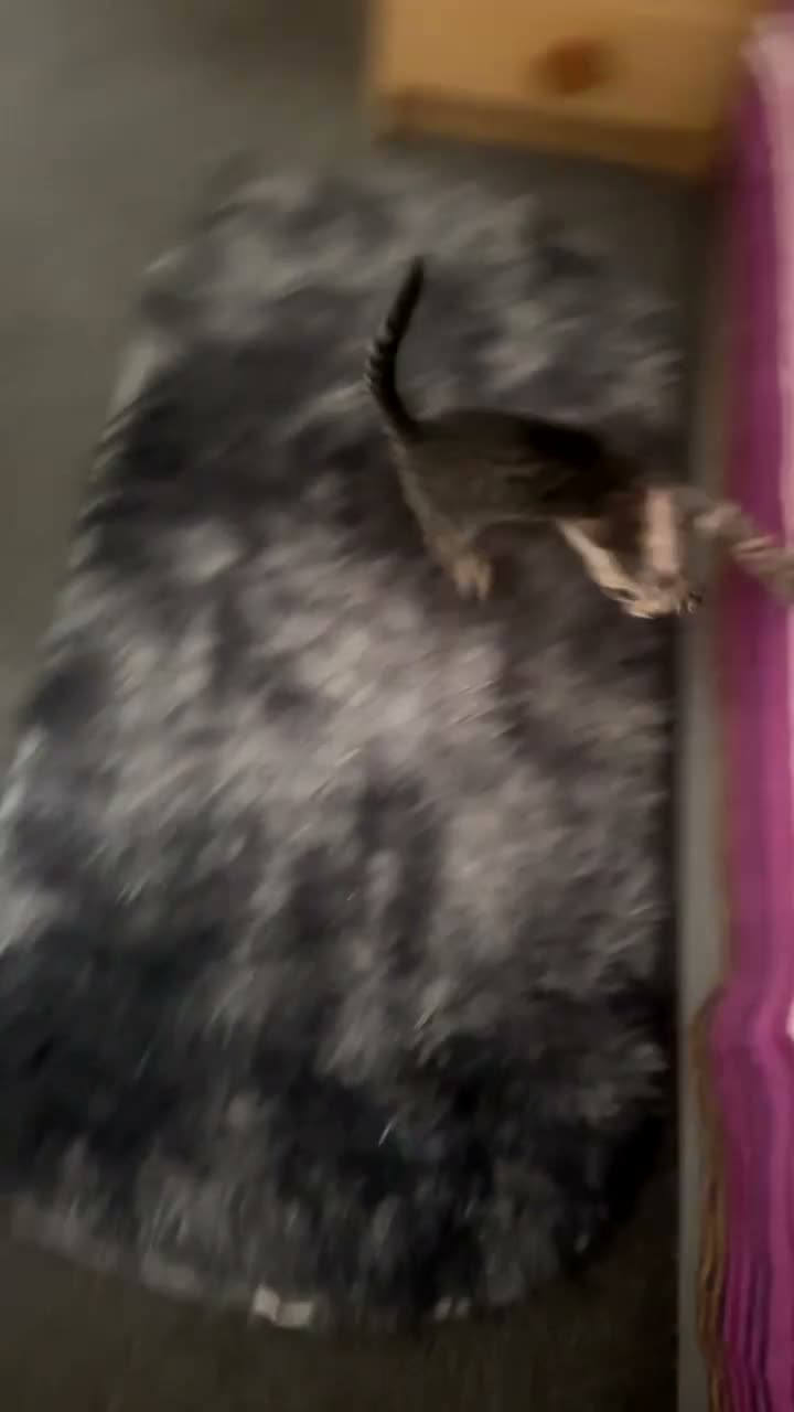 Mixed Breed cats for sale: Affectionate Kitten in London - Video 1