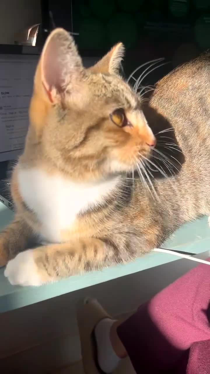 Mixed Breed cats for sale: Beautiful Stella Looking for Her Forever Home 💔 - Video 2