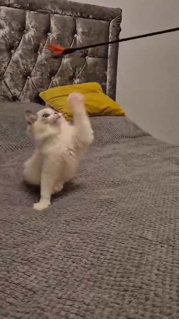 Ragdoll cats for sale: 1 Male Tica Registered Available. Ready Now - Video 5