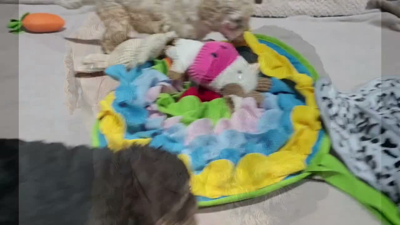 Cockapoo dogs for sale: 2 F1b Cockapoo Boys. DNA HEALTH TESTED - Video 1