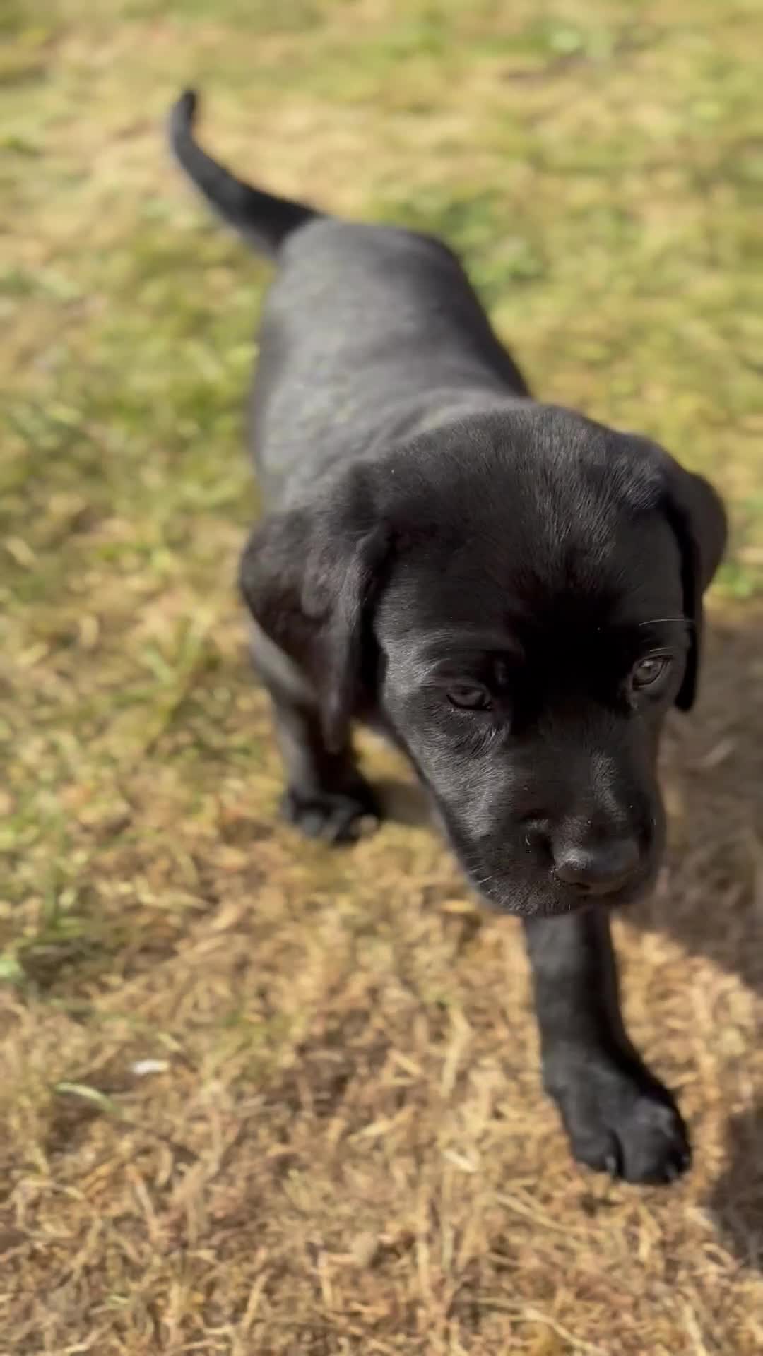 Labrador Retriever dogs for sale: 1 black male labrador puppy - Video 1