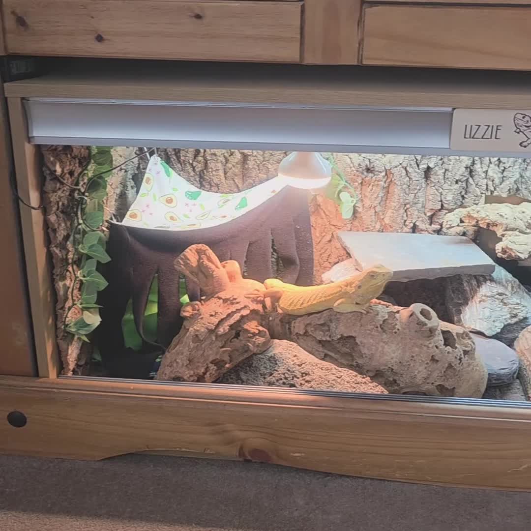 Bearded Dragon reptiles for sale: Our sweet friendly dragon.  in Dover - Video 1