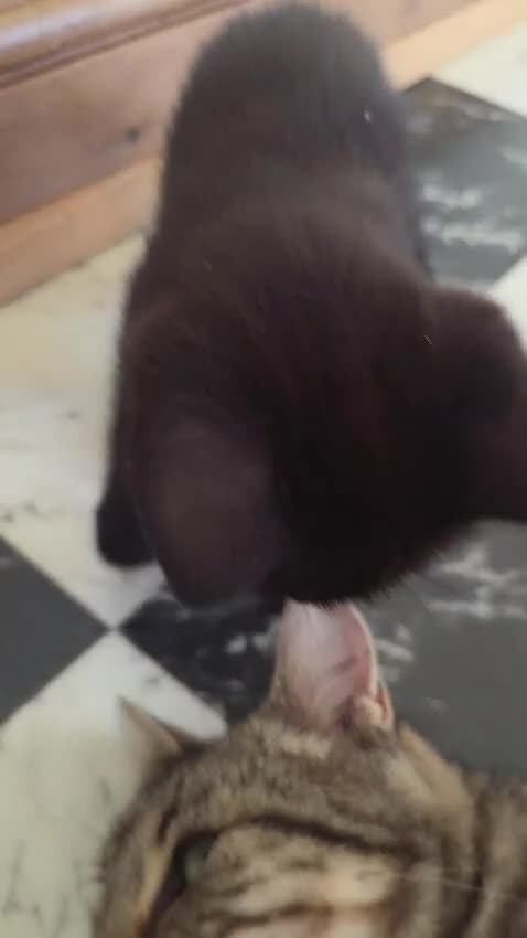 Mixed Breed cats for sale: Affectionate Black Male Kitten – 8 Weeks Old - Video 1