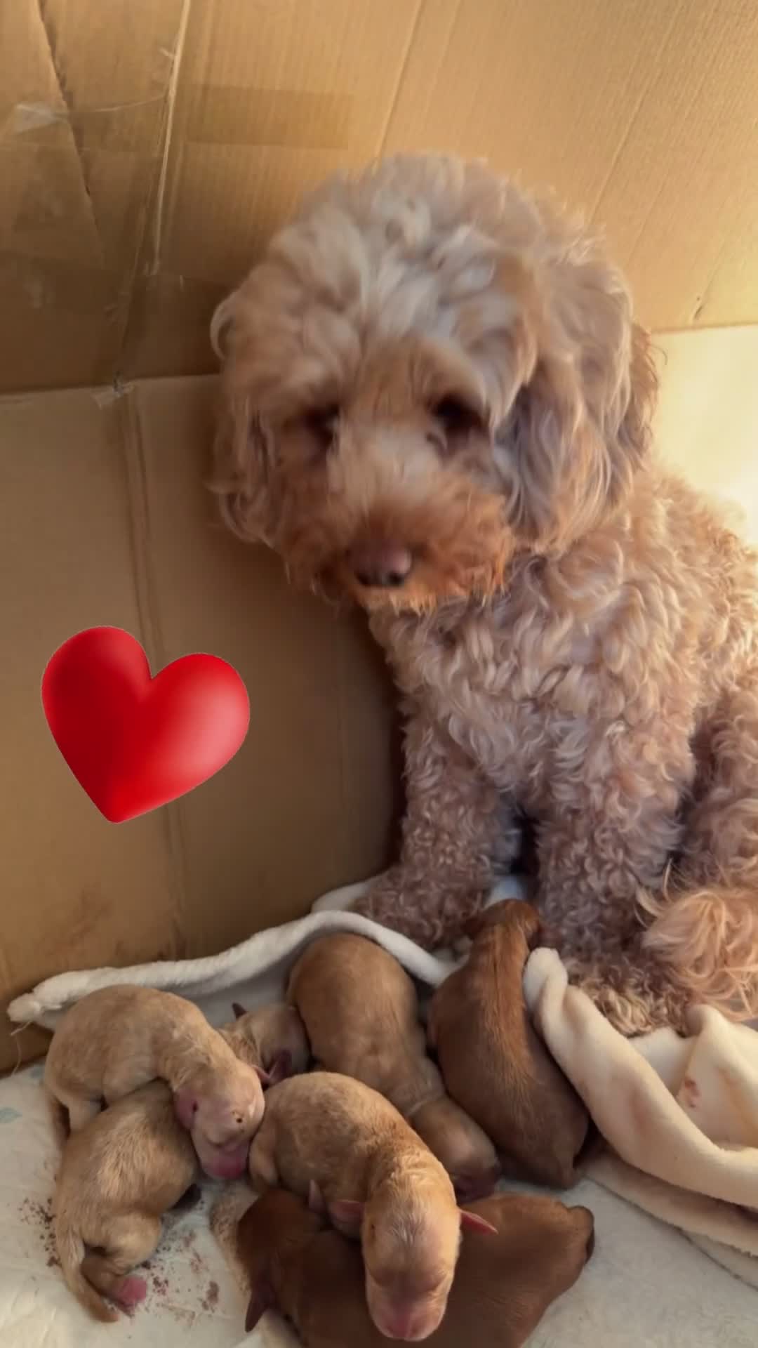 Cockapoo dogs for sale: Beautiful F1b Cockapoo puppies in Ruthin - Video 1