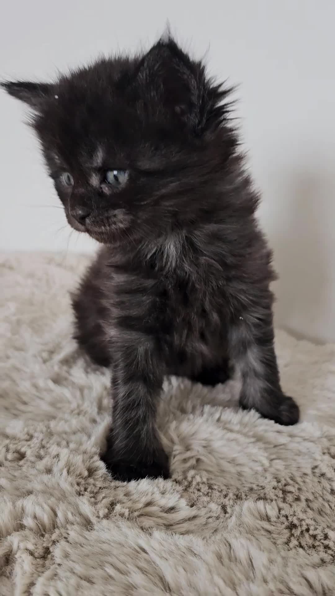 Maine Coon cats for sale: Maine Coon kittens looking for loving homes 🐾 - Video 2