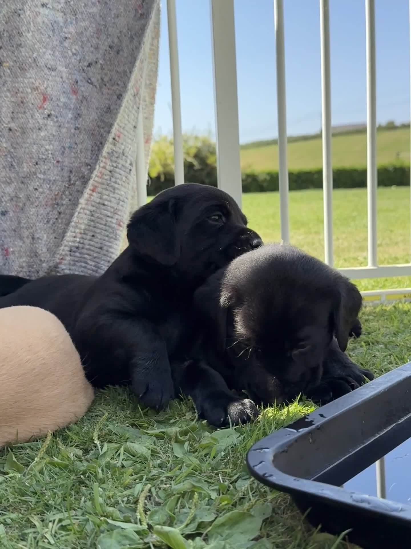 Labrador Retriever dogs for sale: One Beautiful Black Labrador Puppy Available - Video 1
