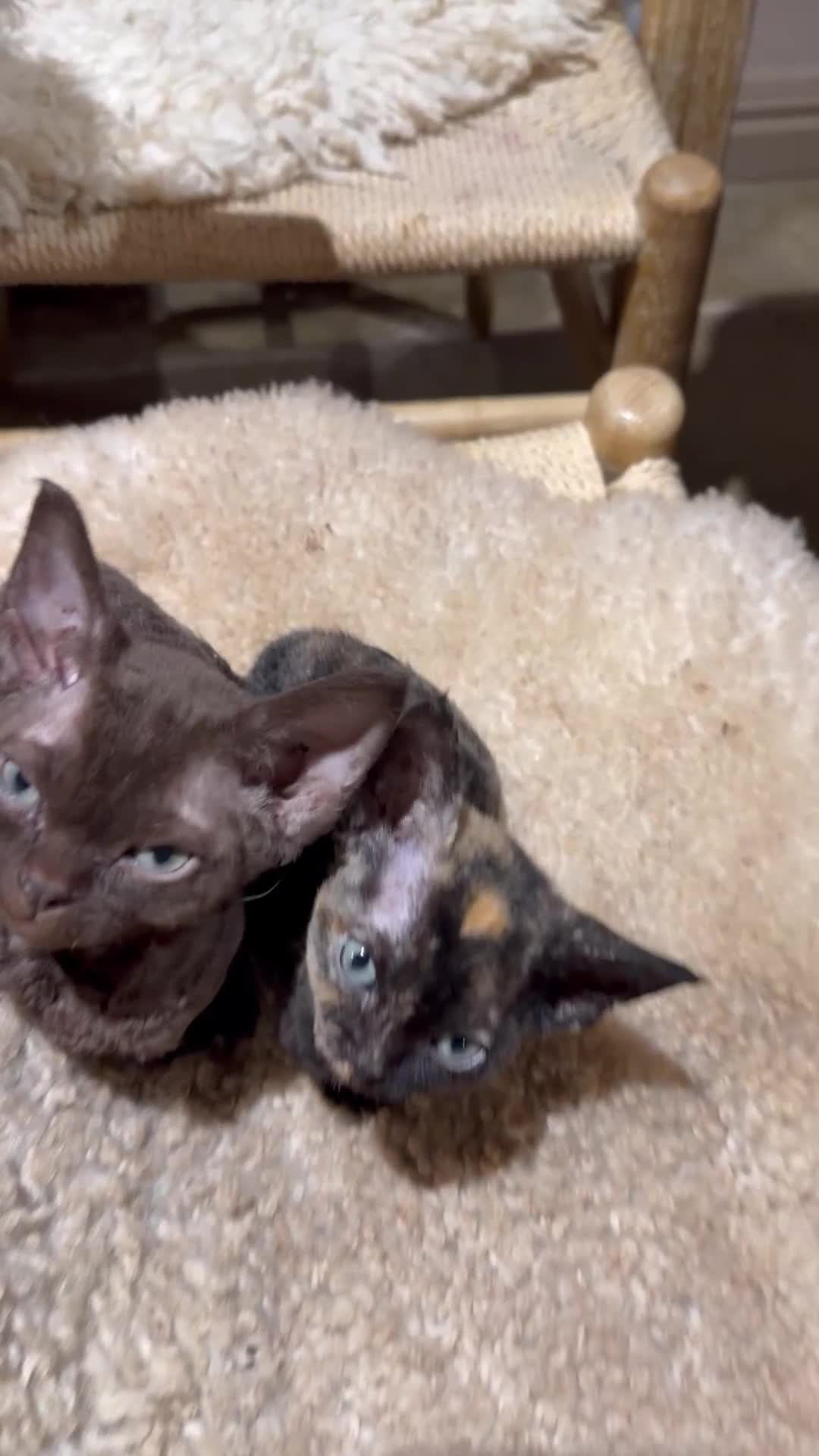 Devon Rex cats for sale:  GCCF registered  Devon Rex kittens available  in Leominster - Video 1