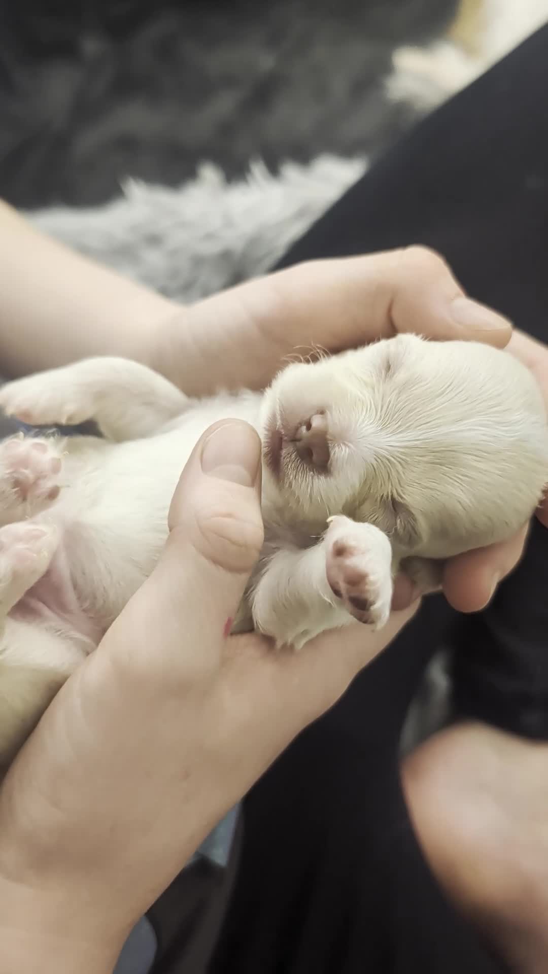 Chihuahua dogs for sale:  3 ABSOLUTELY GORGEOUS CHIHUAHUA PUPPIES FOR SALE - Video 3