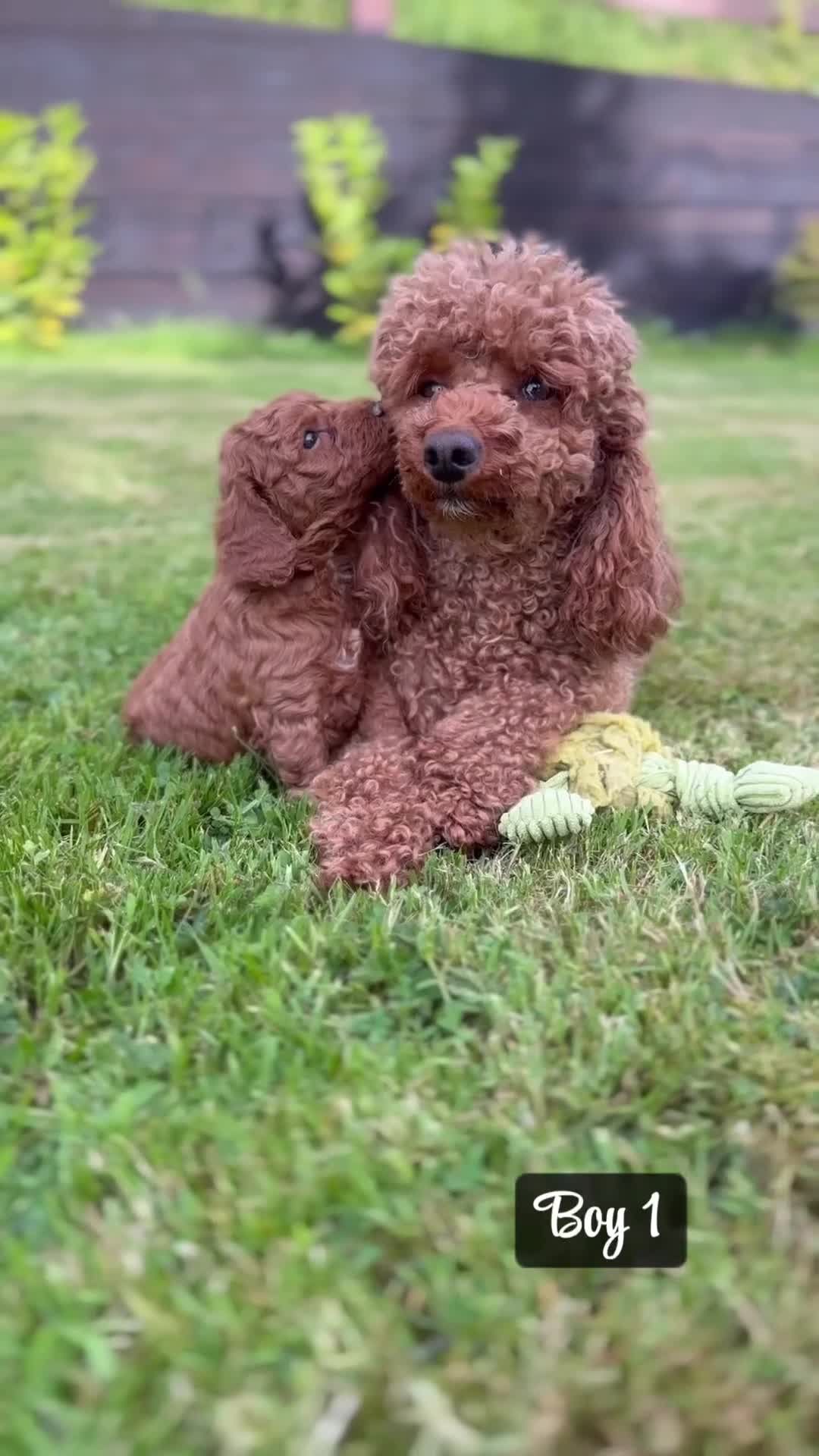 Miniature Poodle dogs for sale: KC Registered Deep Red Miniature Poodle Puppies in Ashbourne - Video 4