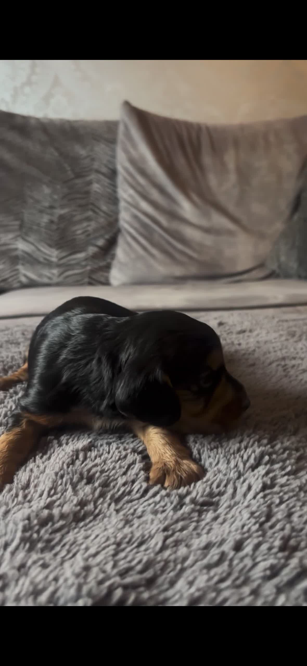 Cocker Spaniel dogs for sale: 4 beautiful cocker spaniel puppies  - Video 2