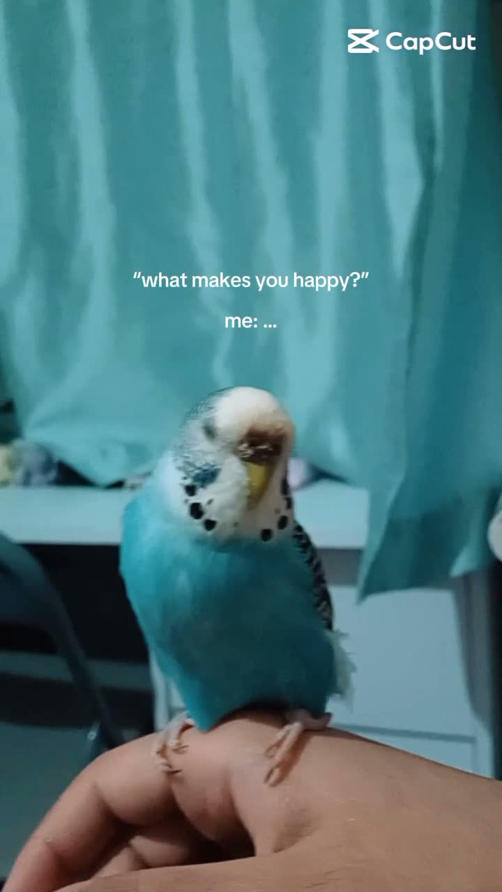 Budgerigars birds for sale: Female budgie for sale  - Video 3