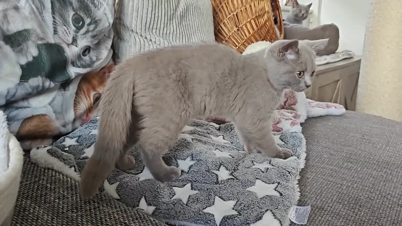 British Shorthair cats for sale: British shorthair blue / lilac kittens  - Video 5