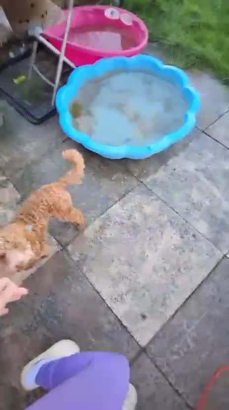 Cockapoo dogs for sale: Cockerpoo 8 months boy - Video 1