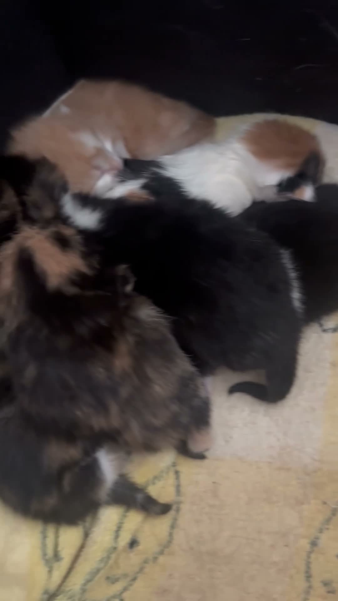British Shorthair cats for sale:   Kittens looking for their forever homes in Coventry - Video 1