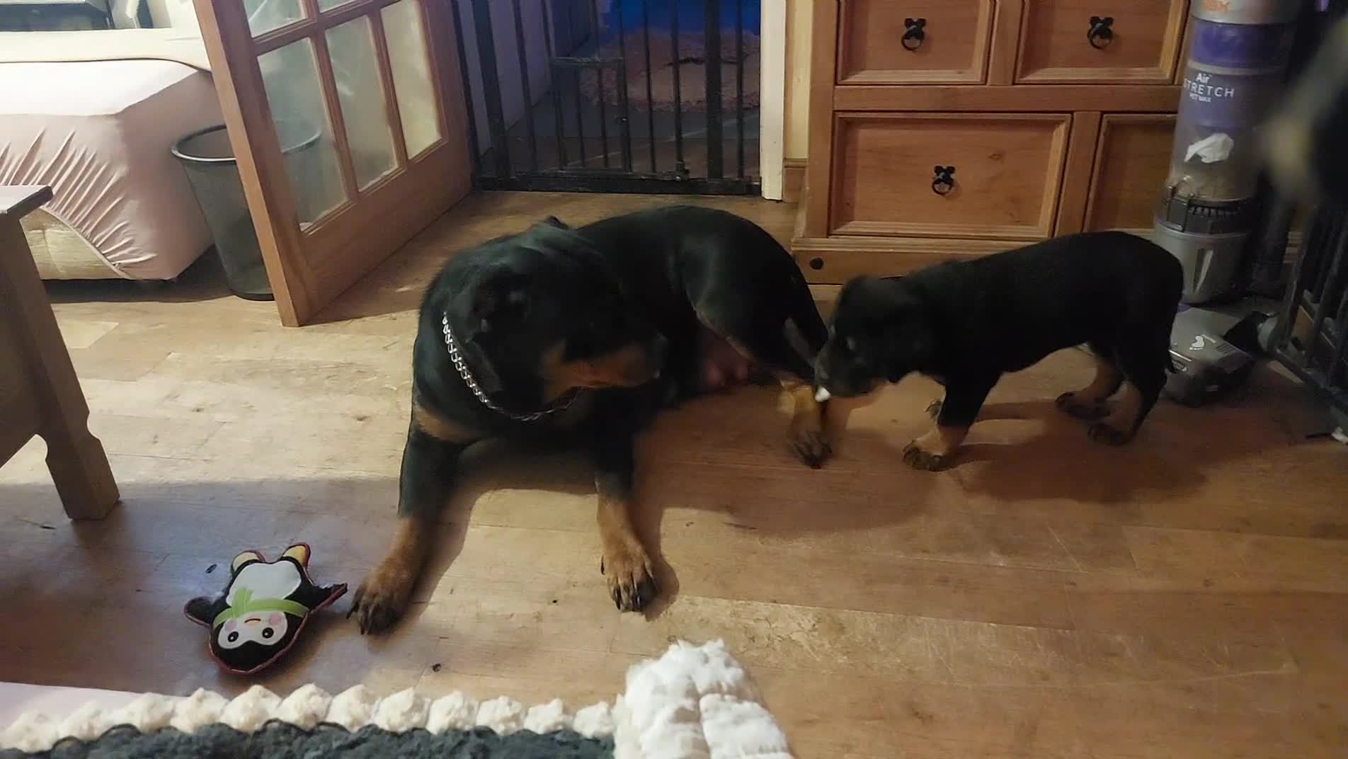 Rottweiler dogs for sale: Kc registered chunky pups - Video 1