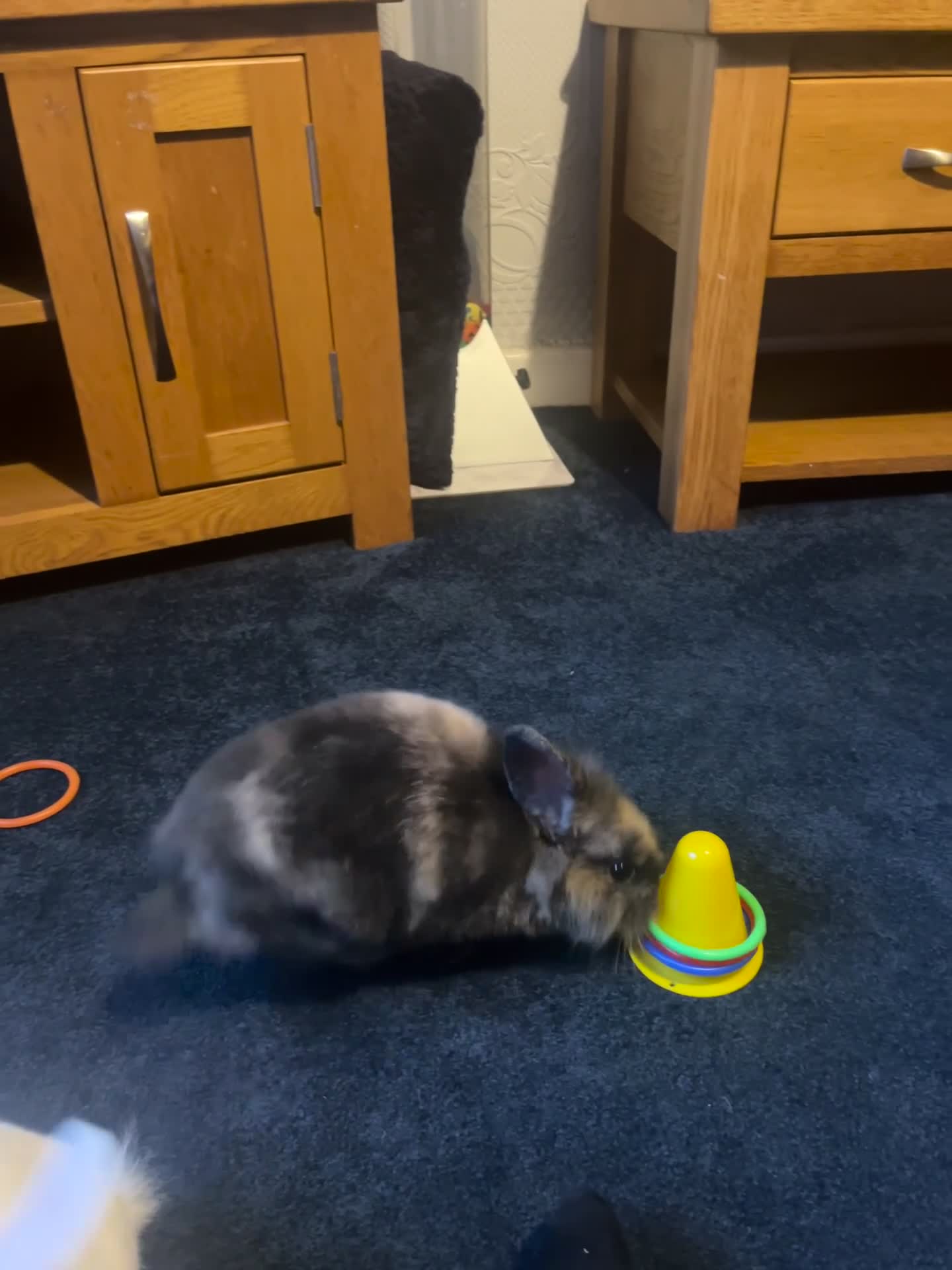 Mixed Breed rabbits for sale: 2 brothers, rabbits for sale  in Sandbach - Video 1
