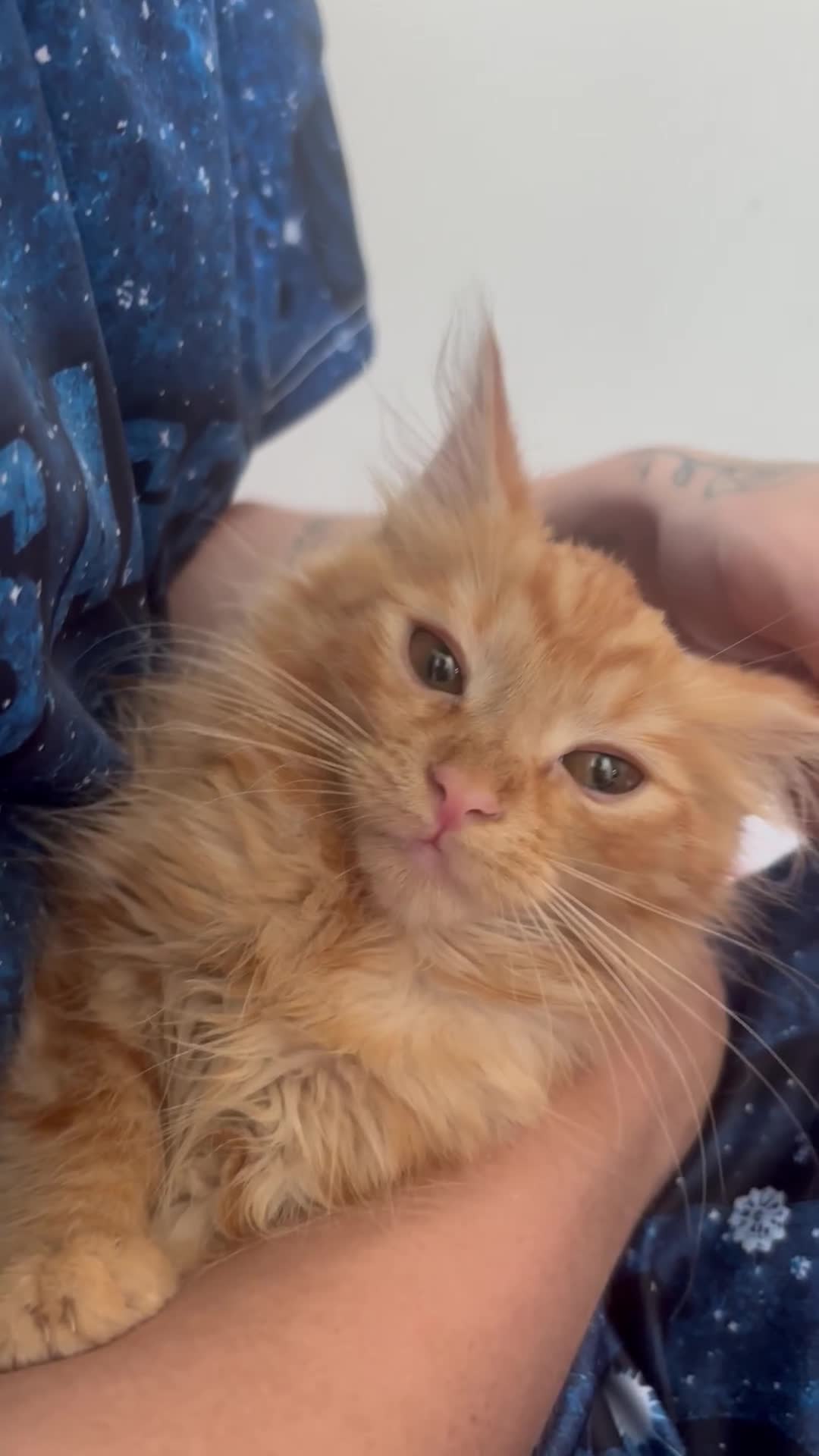 Mixed Breed cats for sale: 4 kittens left 3 ginger boys one tortie girl - Video 2