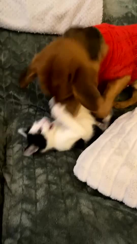 Domestic Shorthair cats for sale: Susie - Video 1