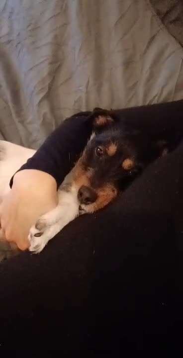 Jack Russell dogs for sale: Available to adopt (Koa) in Oldbury - Video 1