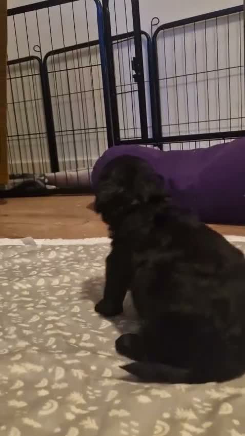 Maltipoo dogs for sale: lola mum - Video 1