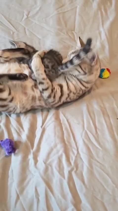 Bengal cats for sale: Tempest Bengal TICA registered kittens  - Video 1