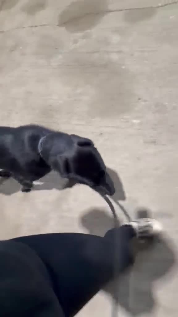 Sheprador dogs for sale: Rocky Rehoming x - Video 1