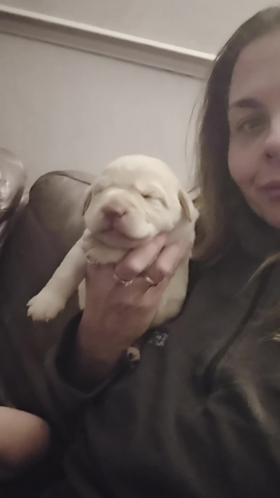 Labrador Retriever dogs for sale: Kc Registered quality labrador BOYS AVAILABLE  - Video 3