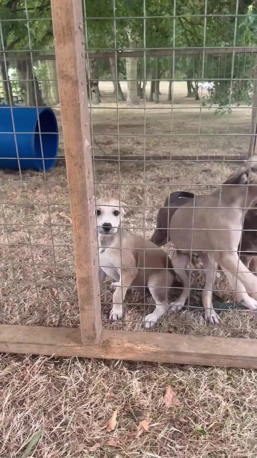 Mixed Breed dogs for sale: Lurches x saluki  - Video 4