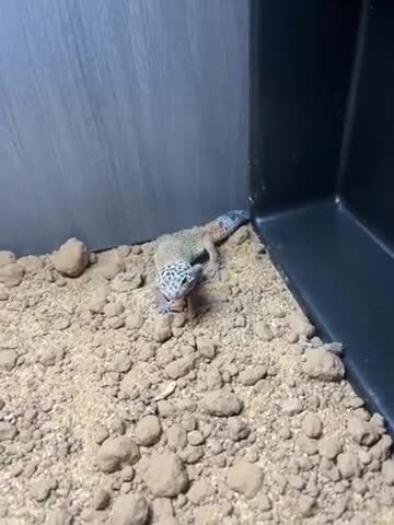 Leopard Gecko reptiles for sale: Leopard gecko  in Bournemouth - Video 2