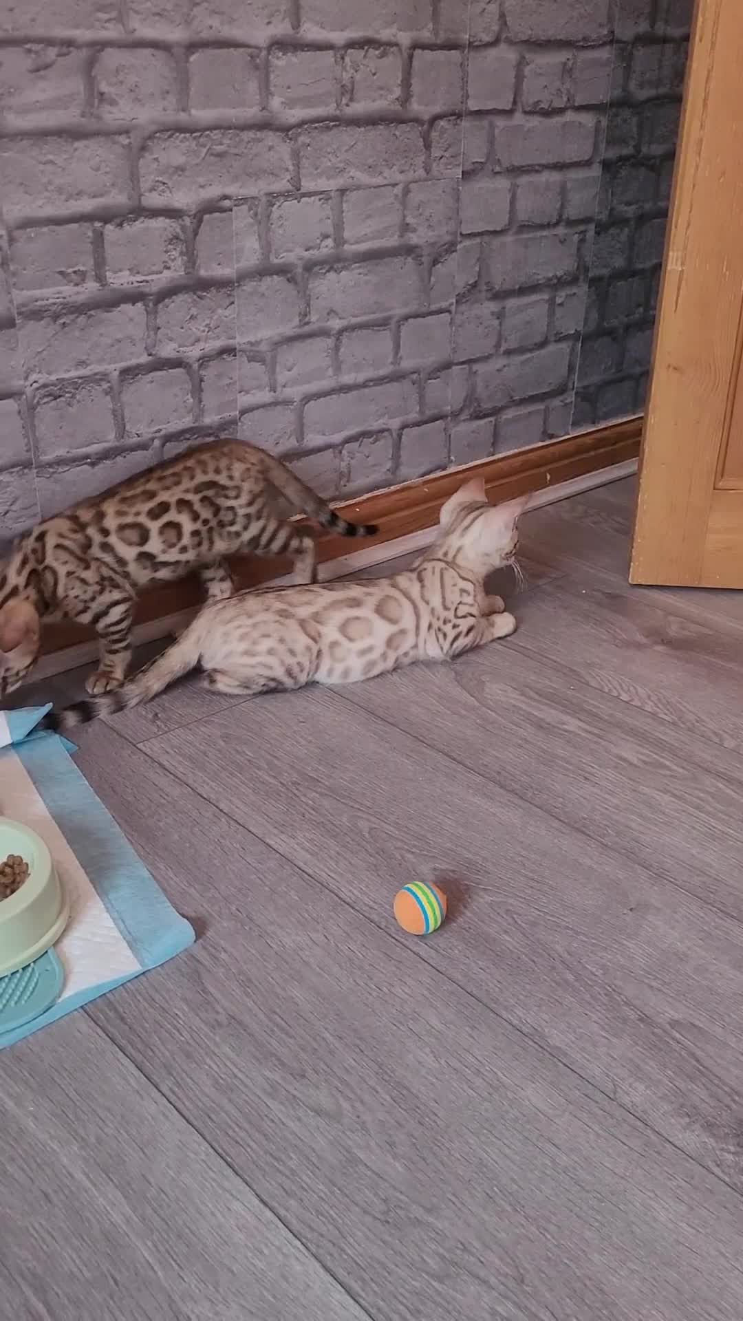 Bengal cats for sale: Bengal kittens (Tica registered) 2 boys left - Video 3
