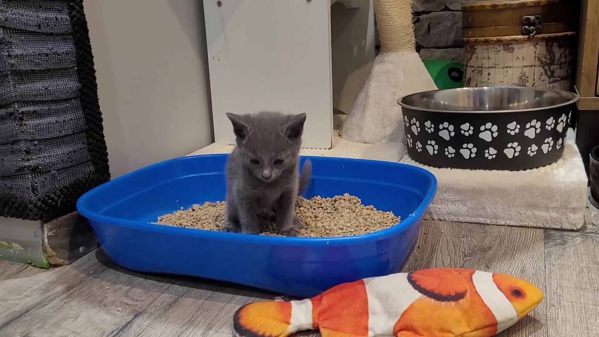 Russian Blue cats for sale: Pure Russian Blue kittens for sale 💙  - Video 2