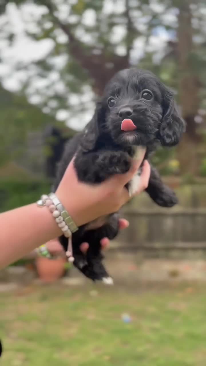 Cavapoo dogs for sale: Stunning Cavapoo babies  - Video 1