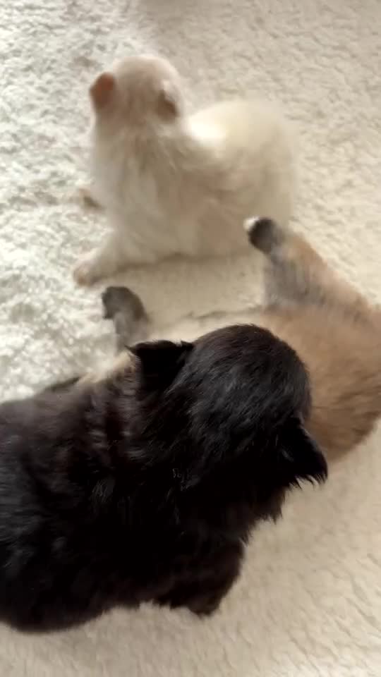 Pomeranian dogs for sale: Pomeranian pups🩵🩷 - Video 3