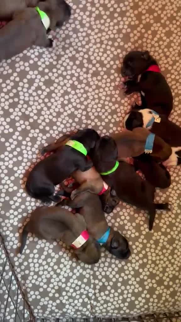 Mixed Breed dogs for sale: Tibetan Saint Puppies - 2nd Generation  - Video 1