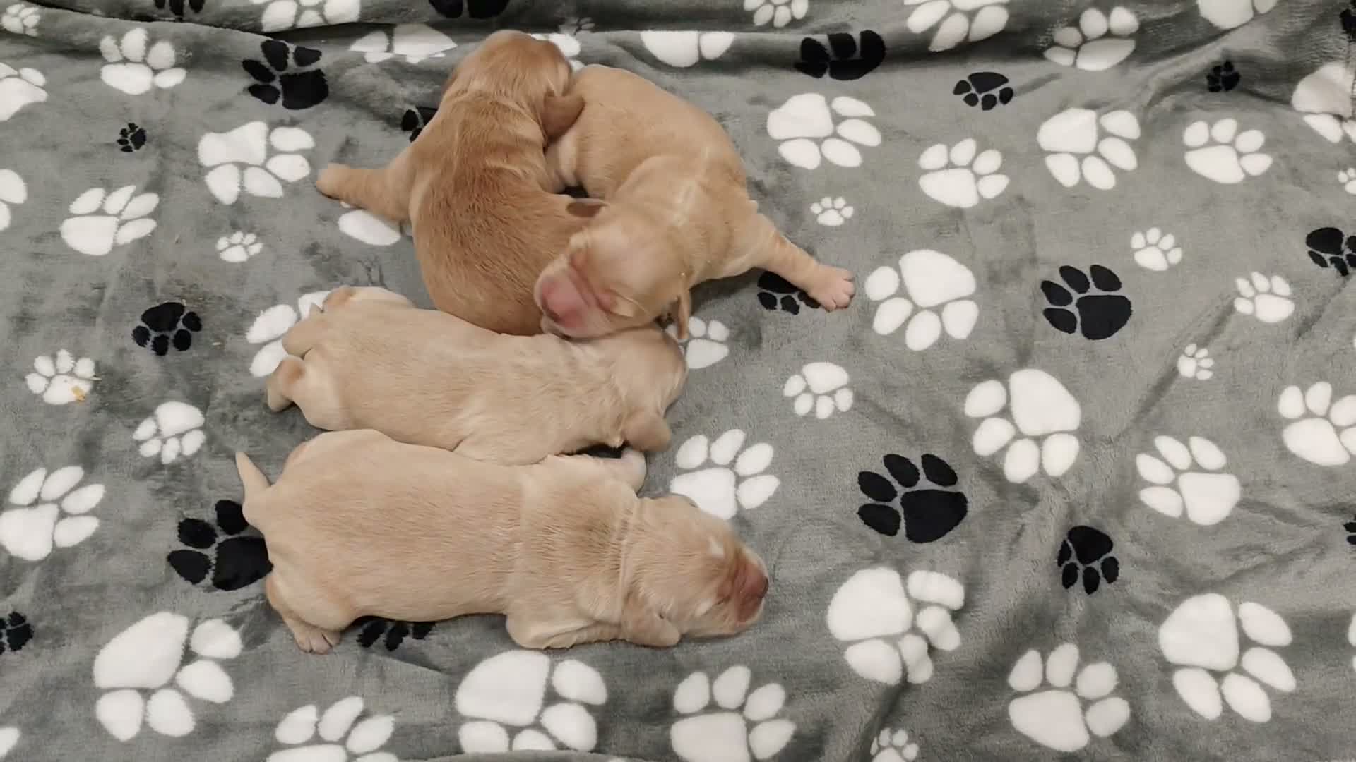 Mixed Breed dogs for sale: Dakota Sport Retrievers - Video 1
